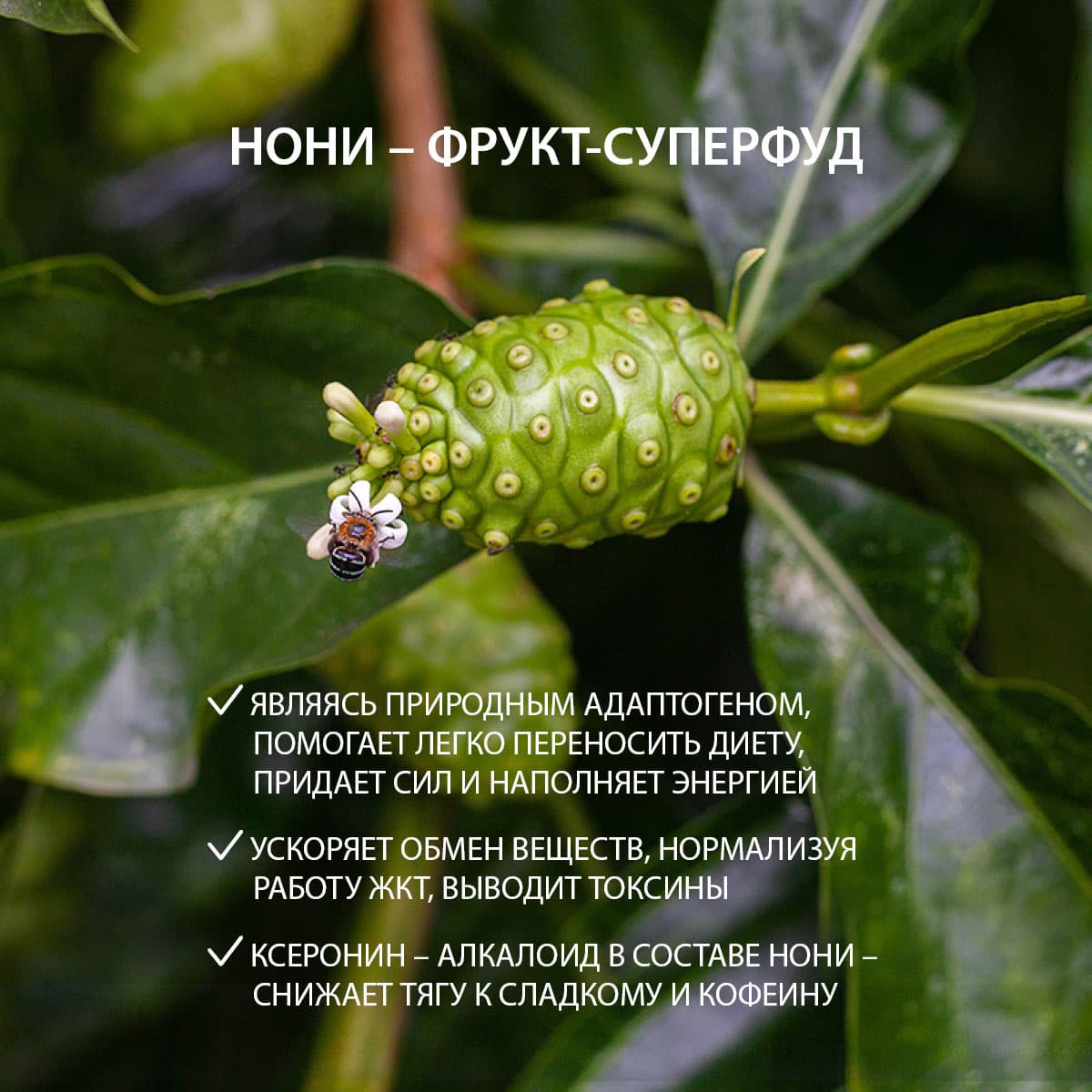 Фруктовый чай «Нони» - view 3