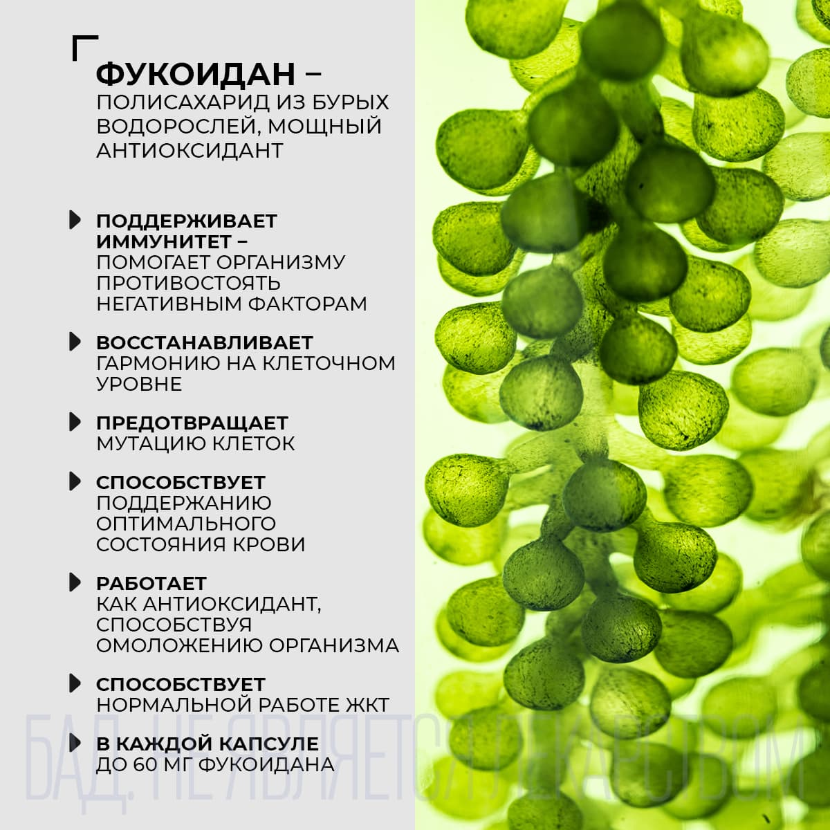 БАД к пище Vital Fucoidan - view 3